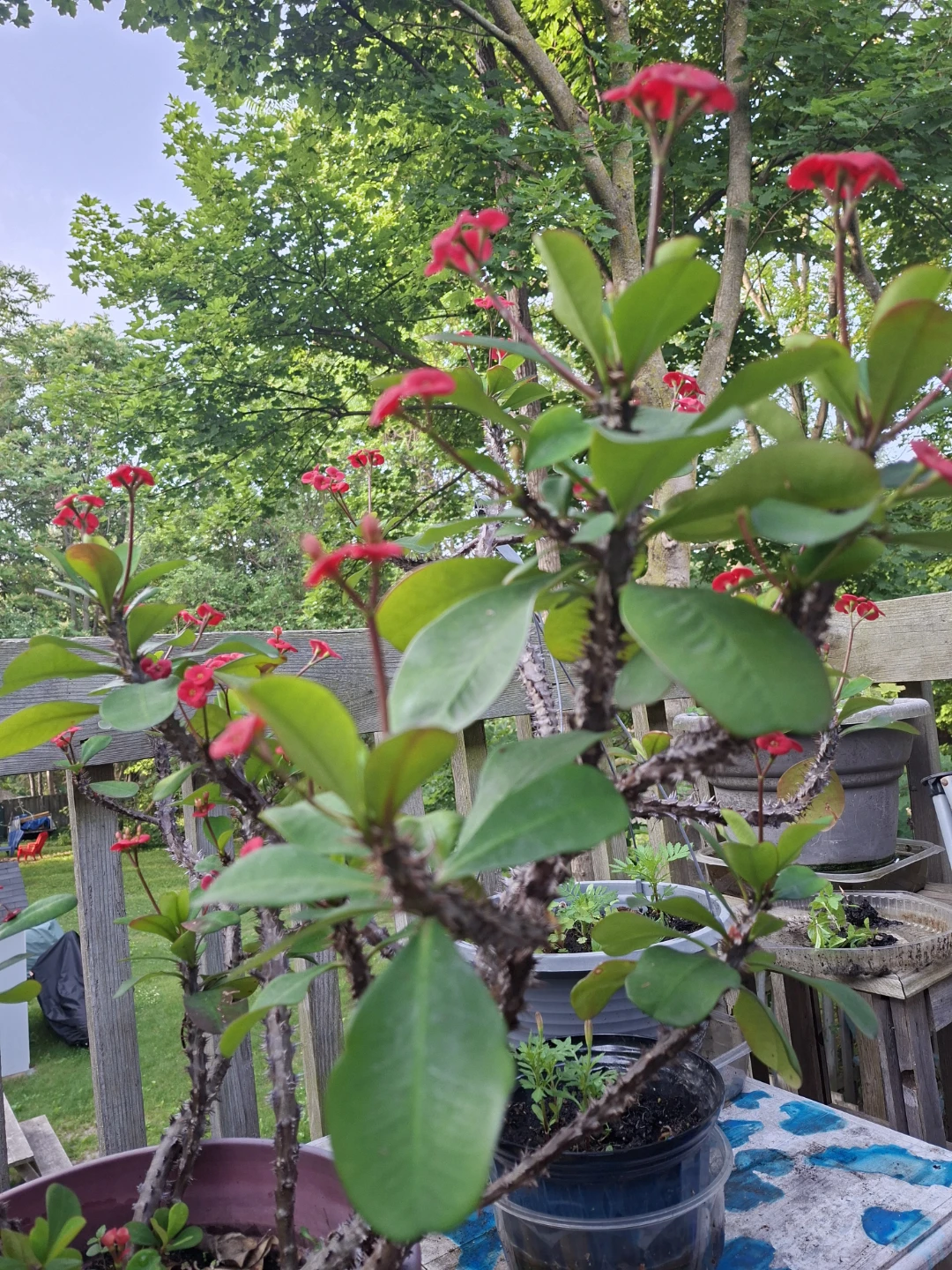 CROWN OF THORNS PLANT- JESUS PLANT - photo 2