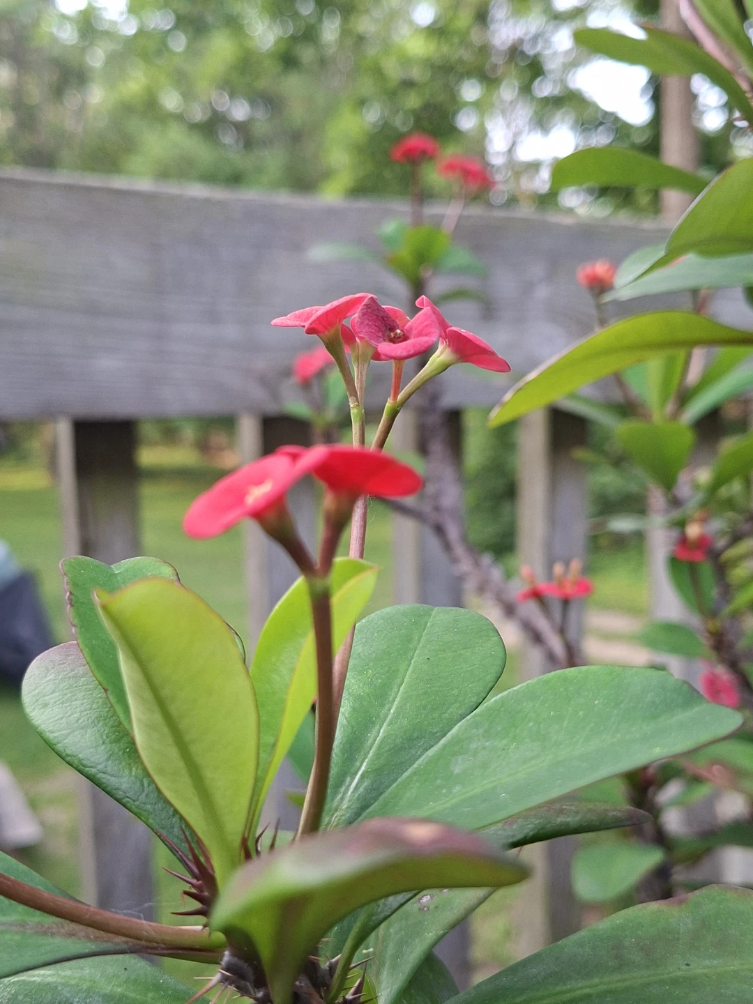 CROWN OF THORNS PLANT- JESUS PLANT - photo 3