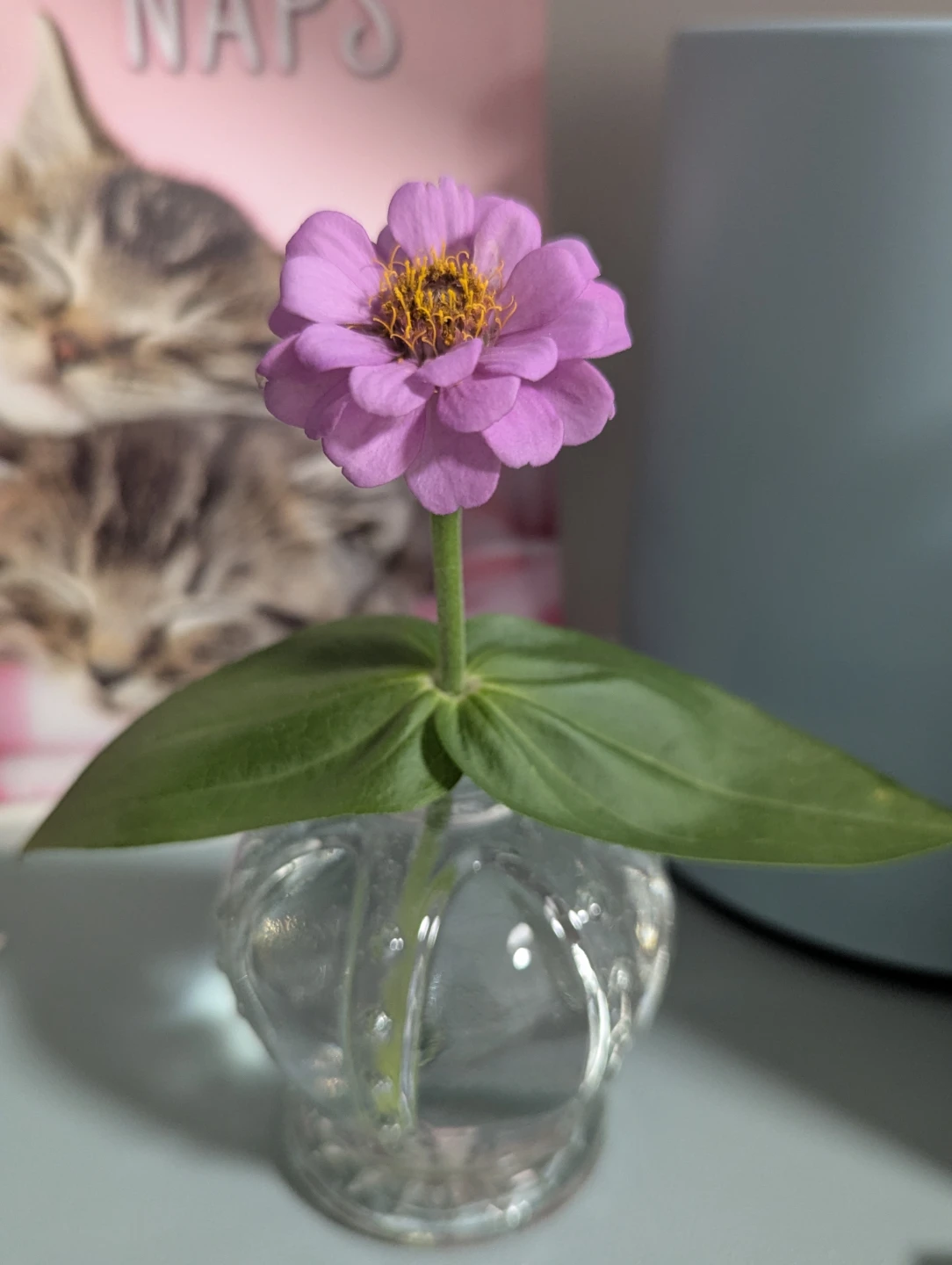Pink Zinnia Flower Plant - photo 3