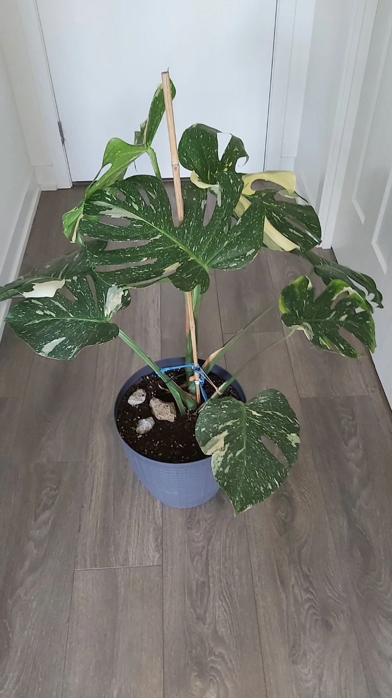 Variegated Monstera Plant - photo 2