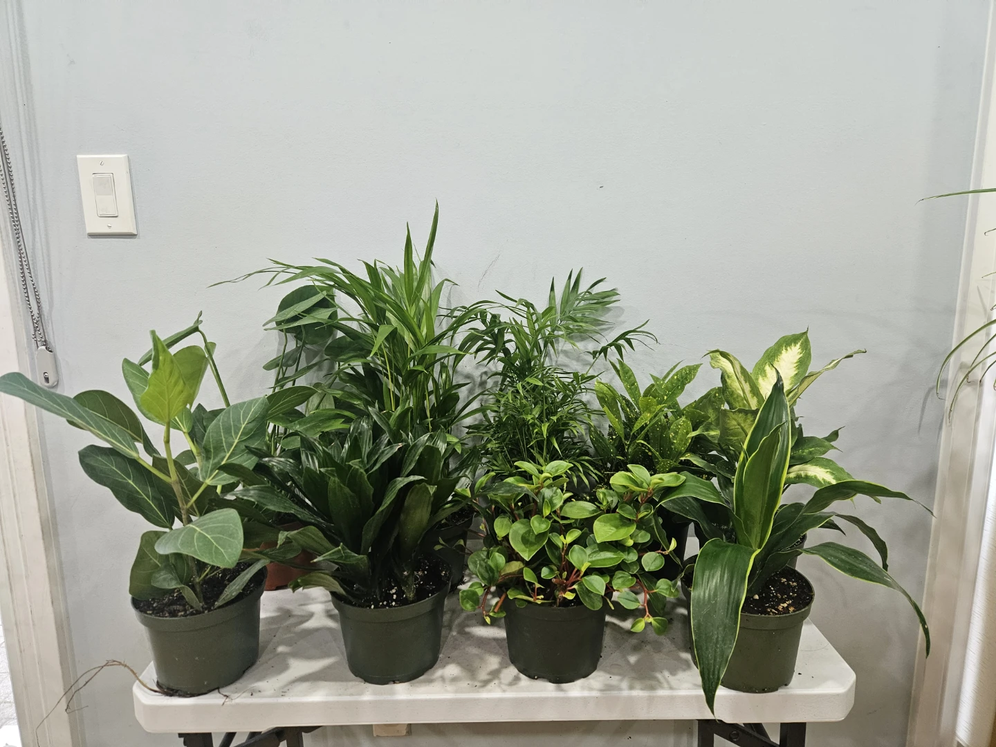 Assorted indoor Tropical Plants ( $15 each pot)