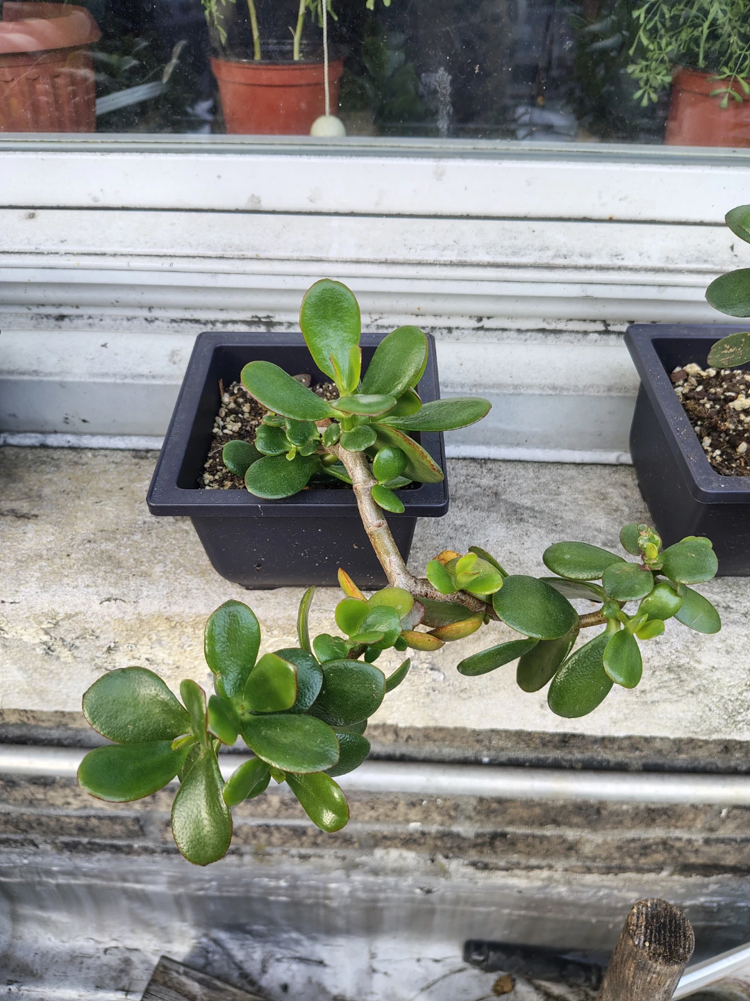 Jade Plant Succulent $13