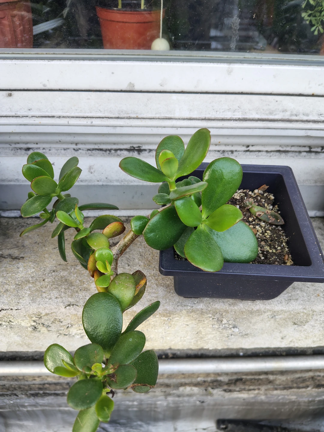 Jade Plant Succulent $13 - photo 2