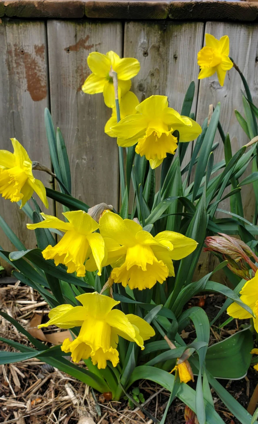 Daffodil Bulbs - photo 2