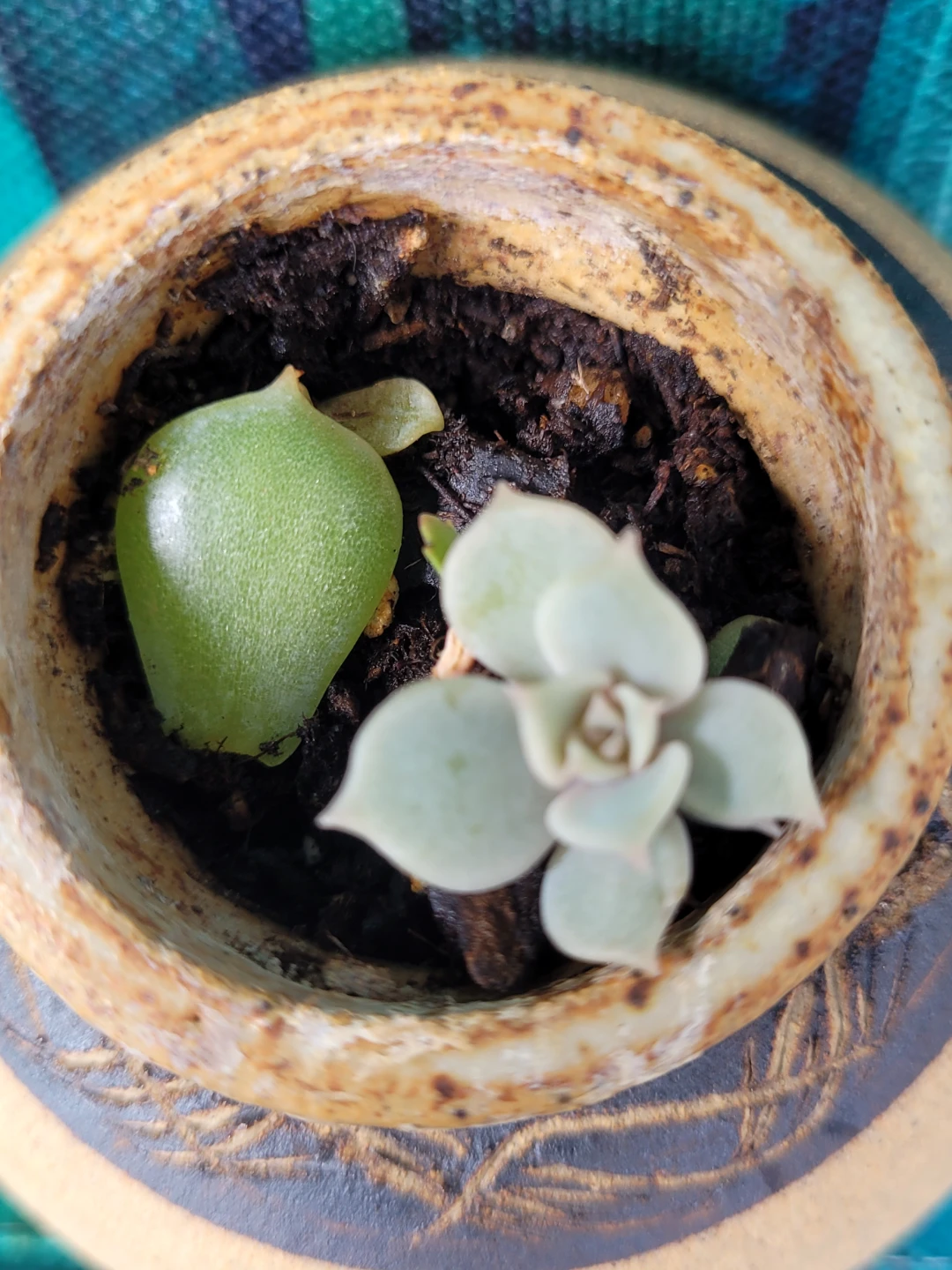 Small Decorative Pot with Succulents - photo 2