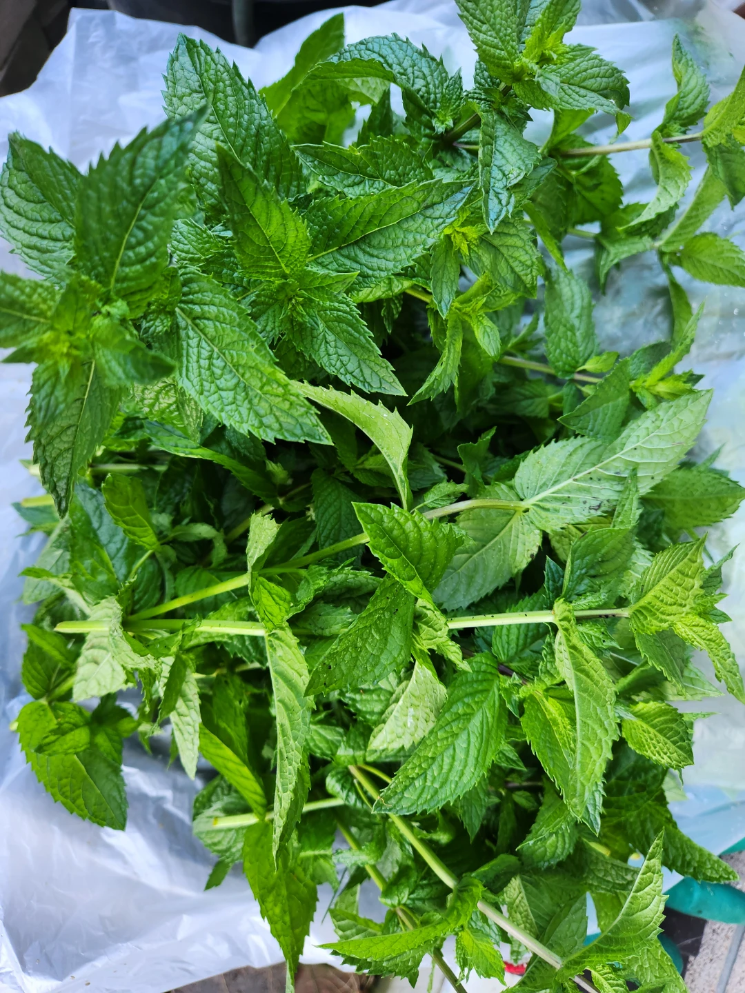 Fresh Mint Bunch - open to Trade