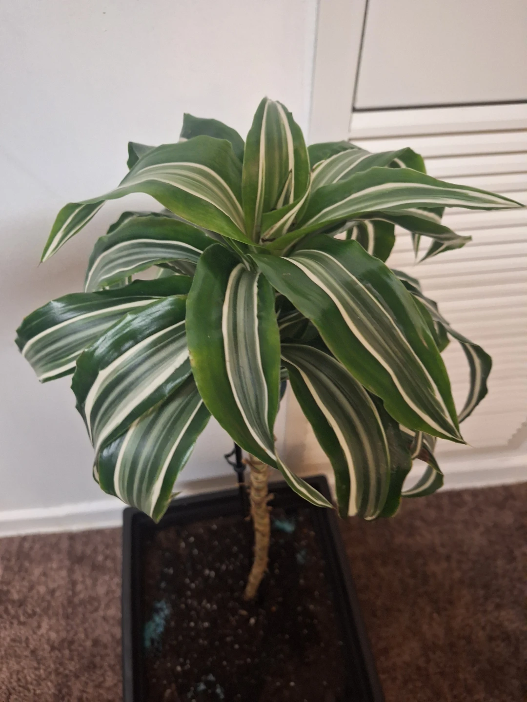 Dracaena Massangeana Corn Plant