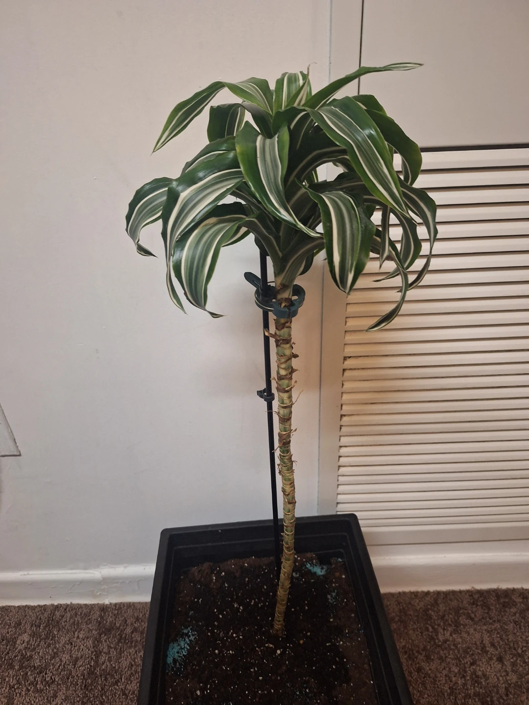 Dracaena Massangeana Corn Plant - photo 2