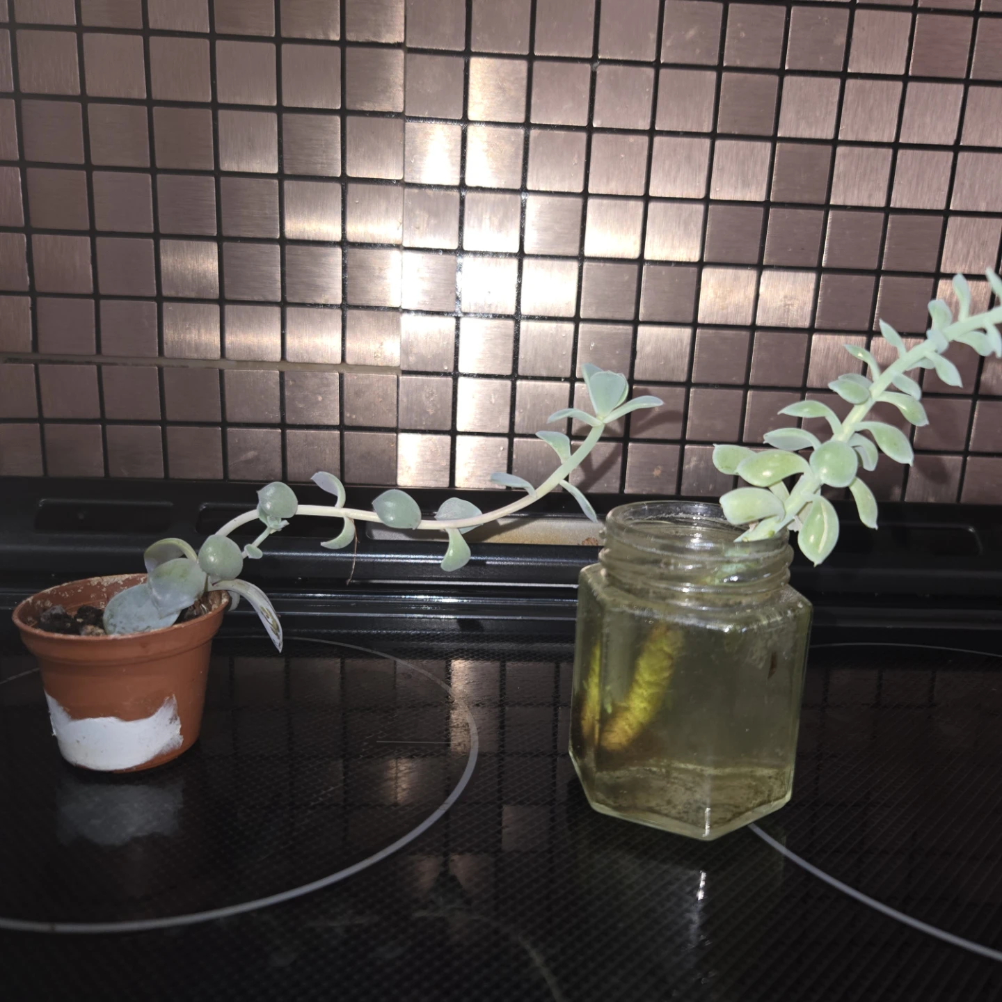 FREE Succulent Cuttings