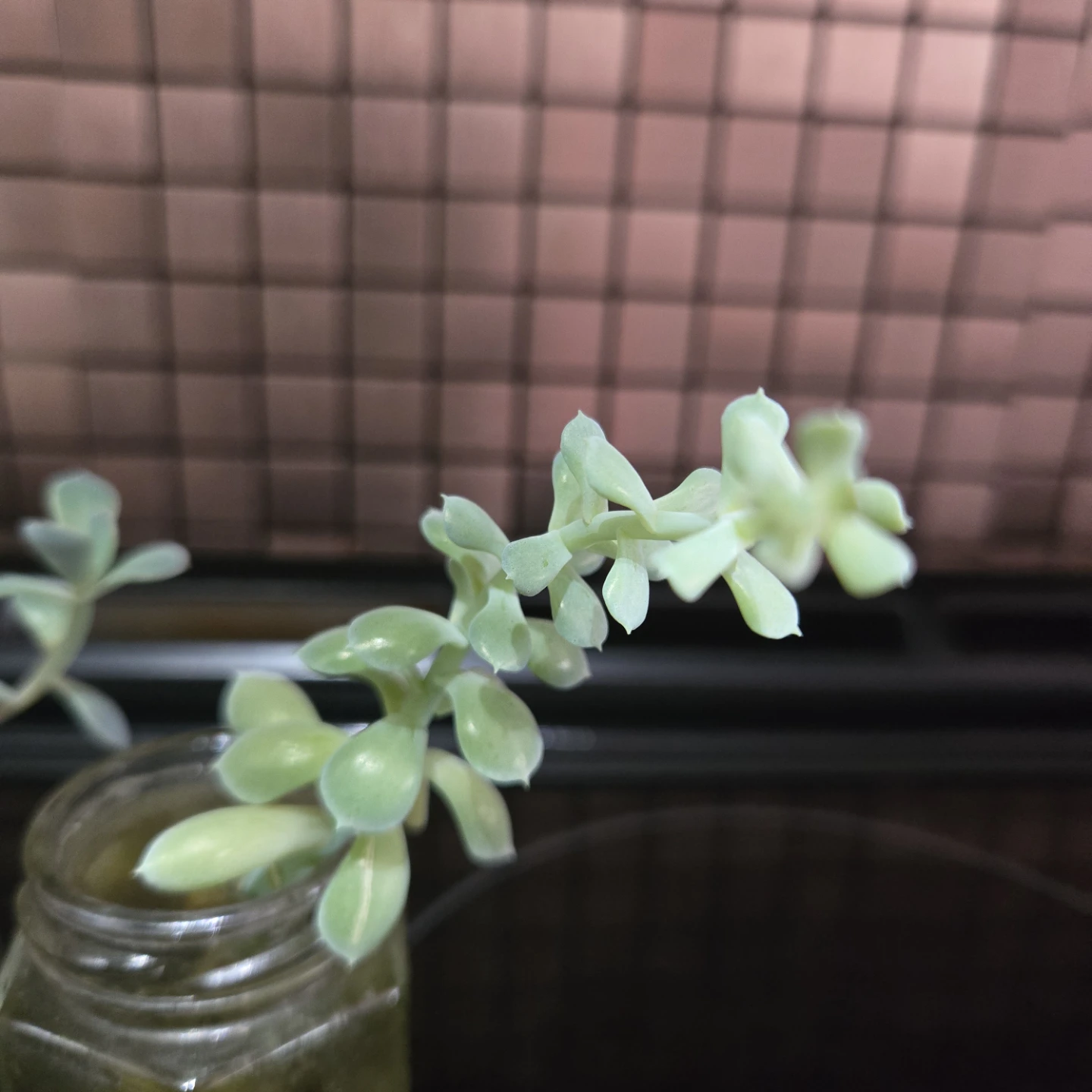 FREE Succulent Cuttings - photo 3