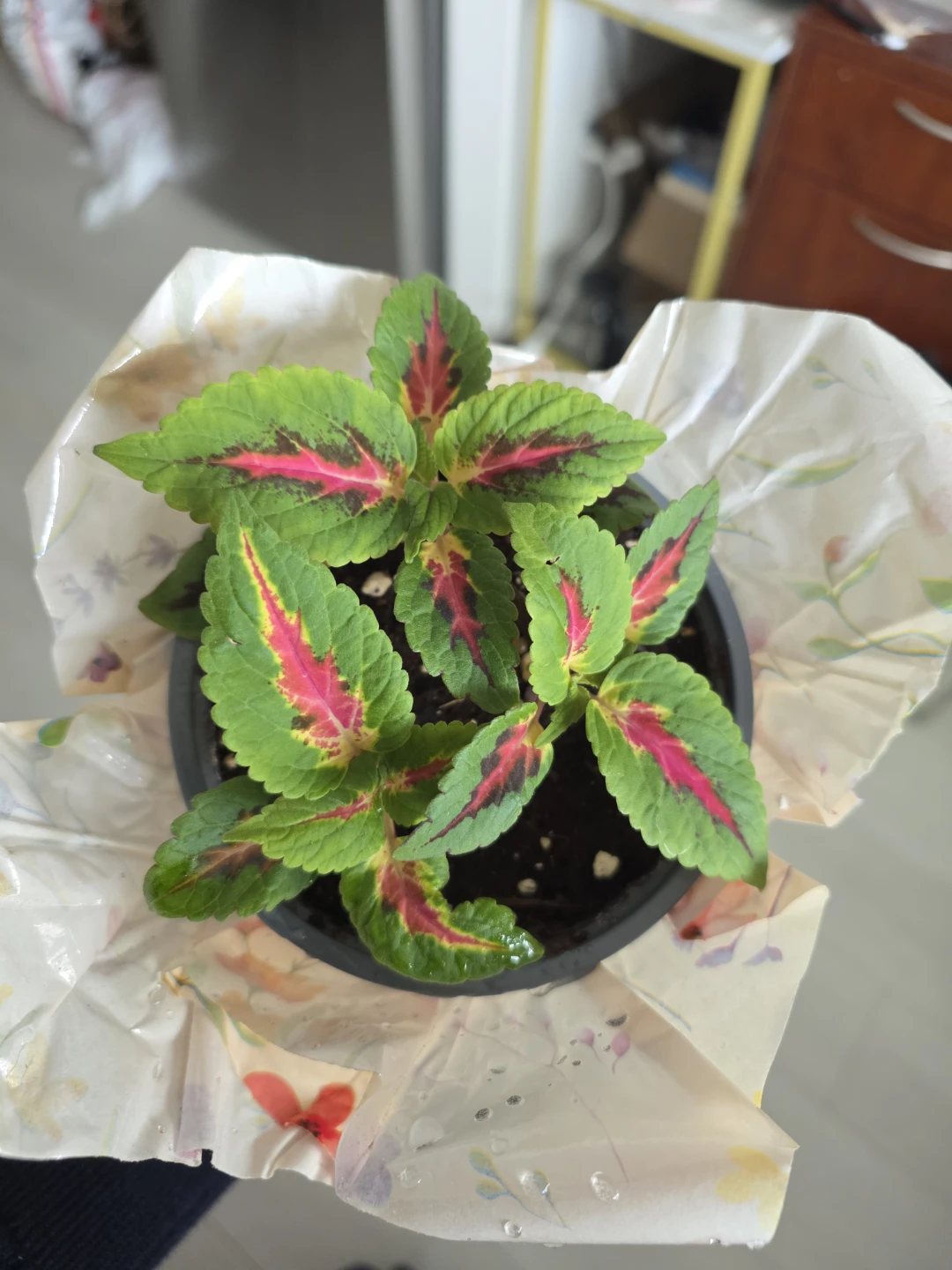 Coleus Plant