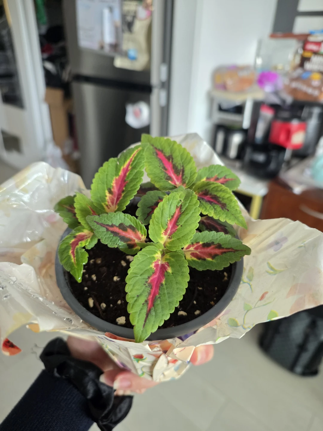 Coleus Plant - photo 2