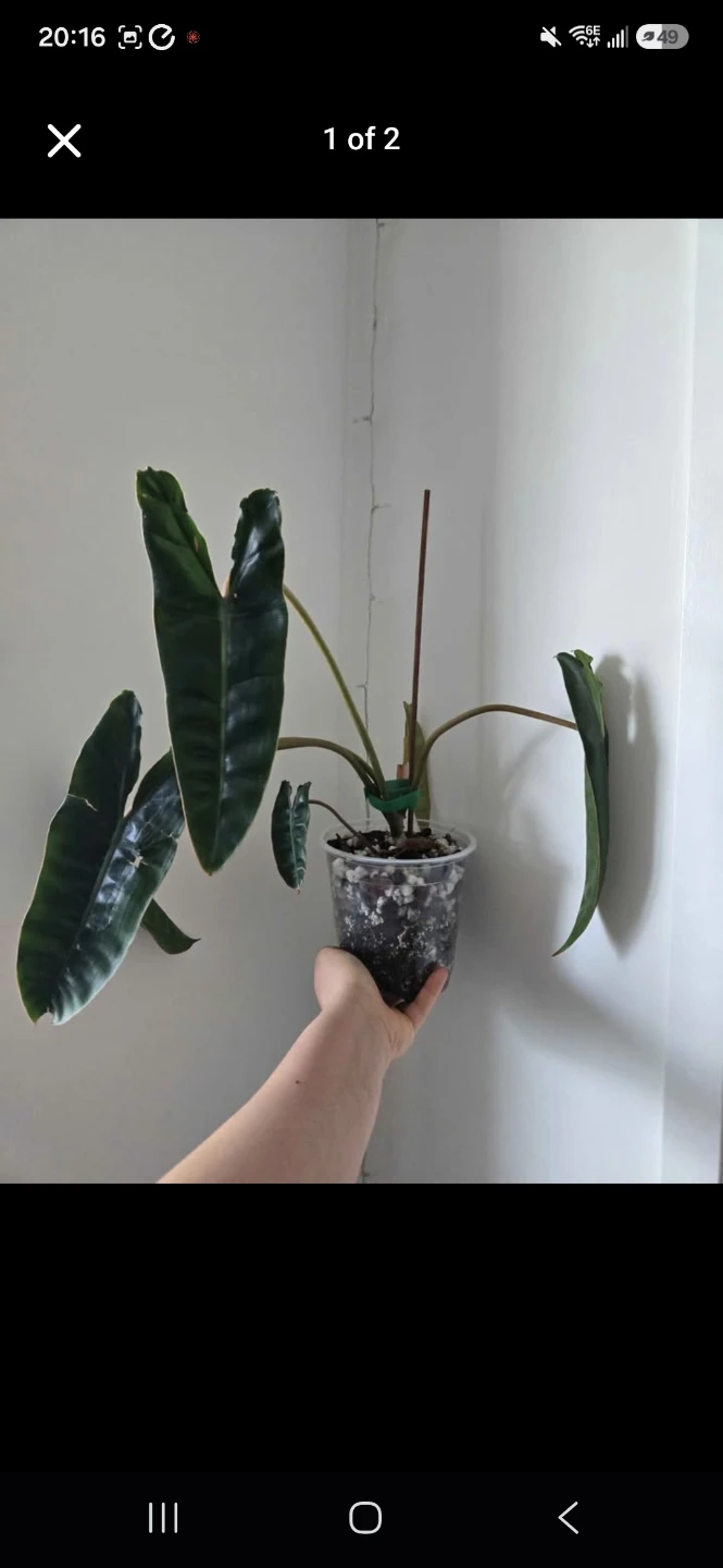 Philodendron Billietiae Plant