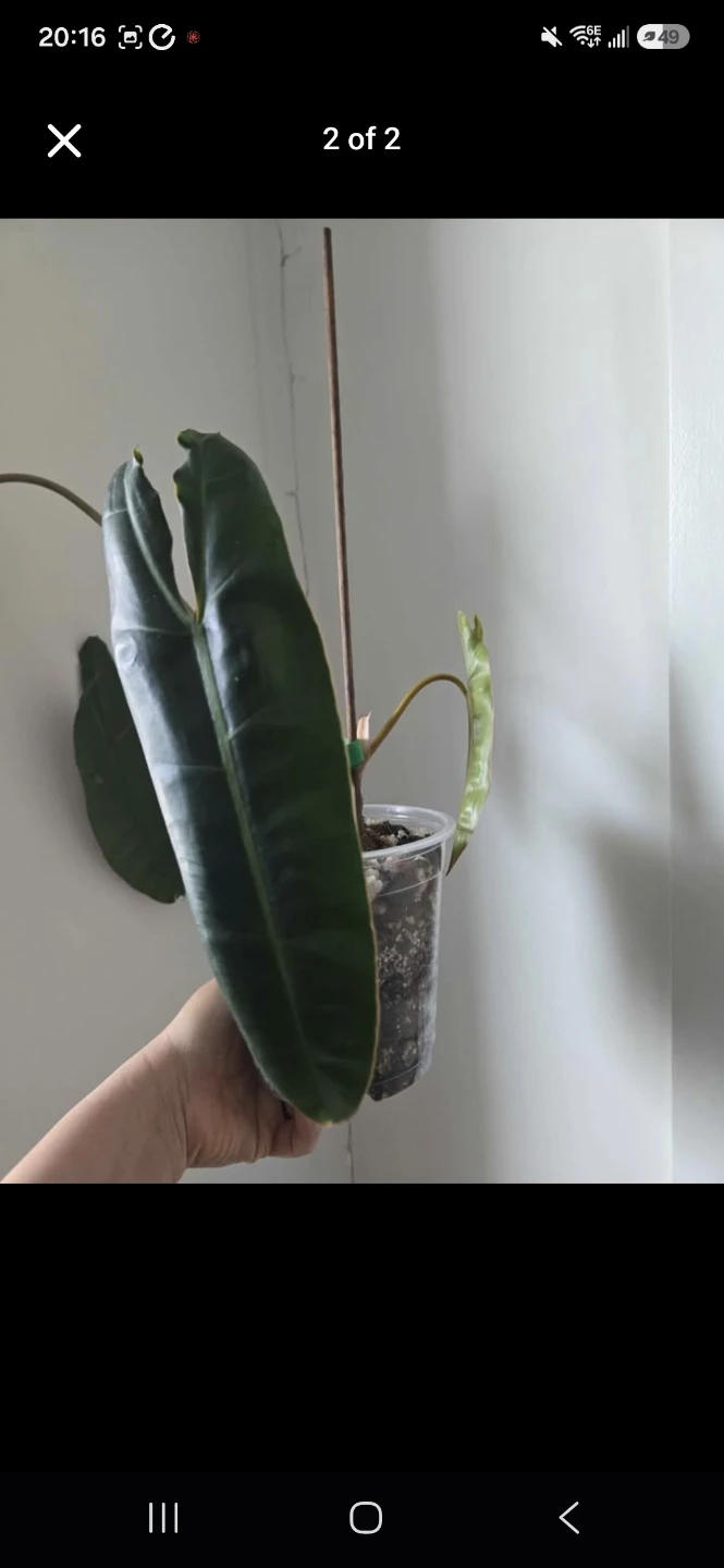 Philodendron Billietiae Plant - photo 2