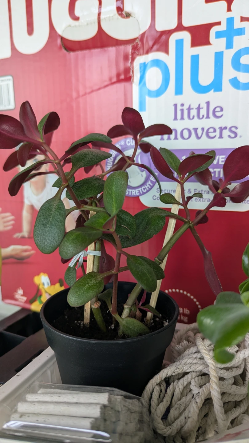 Jade Plant in Black Pot