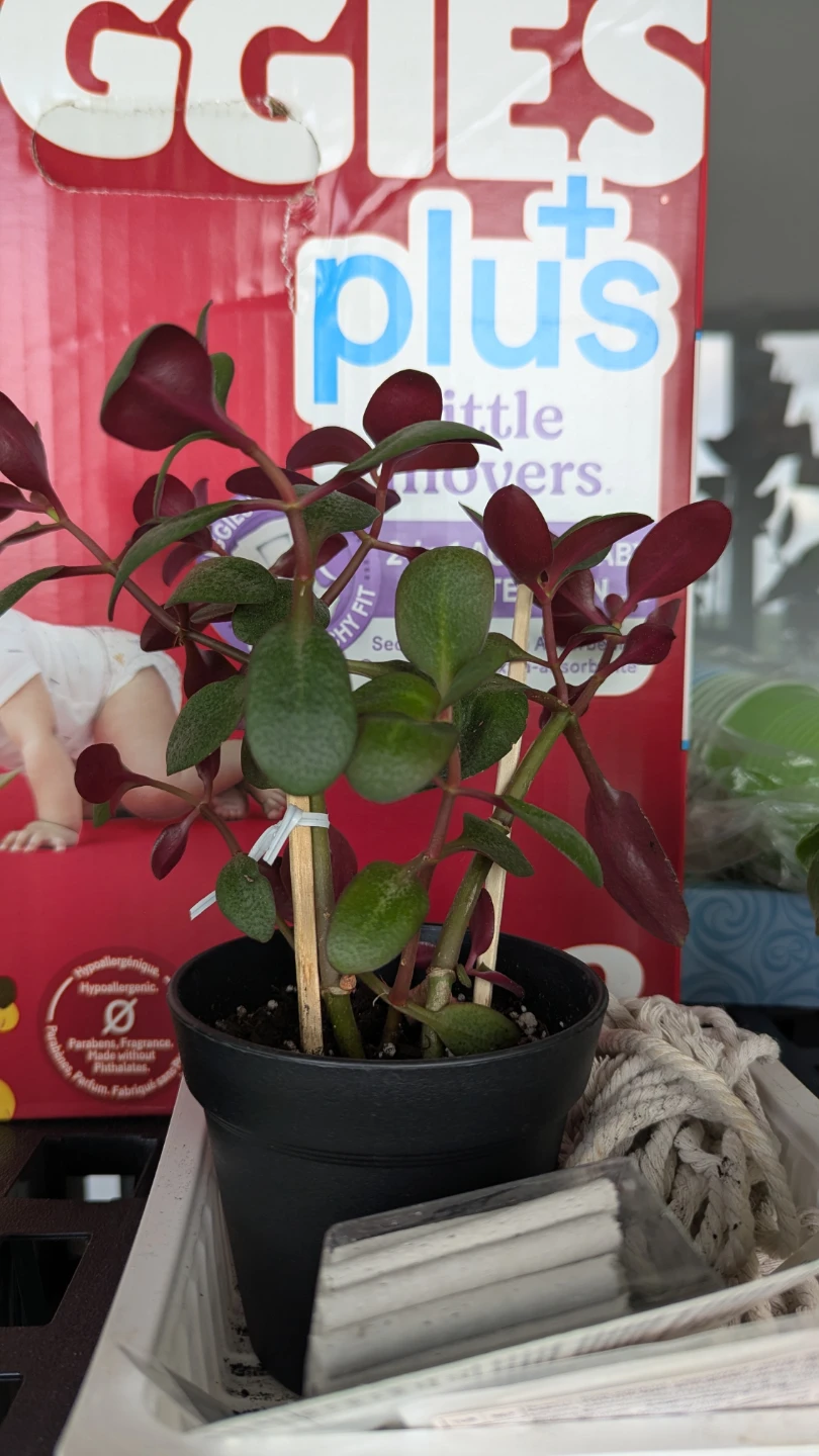 Jade Plant in Black Pot - photo 2
