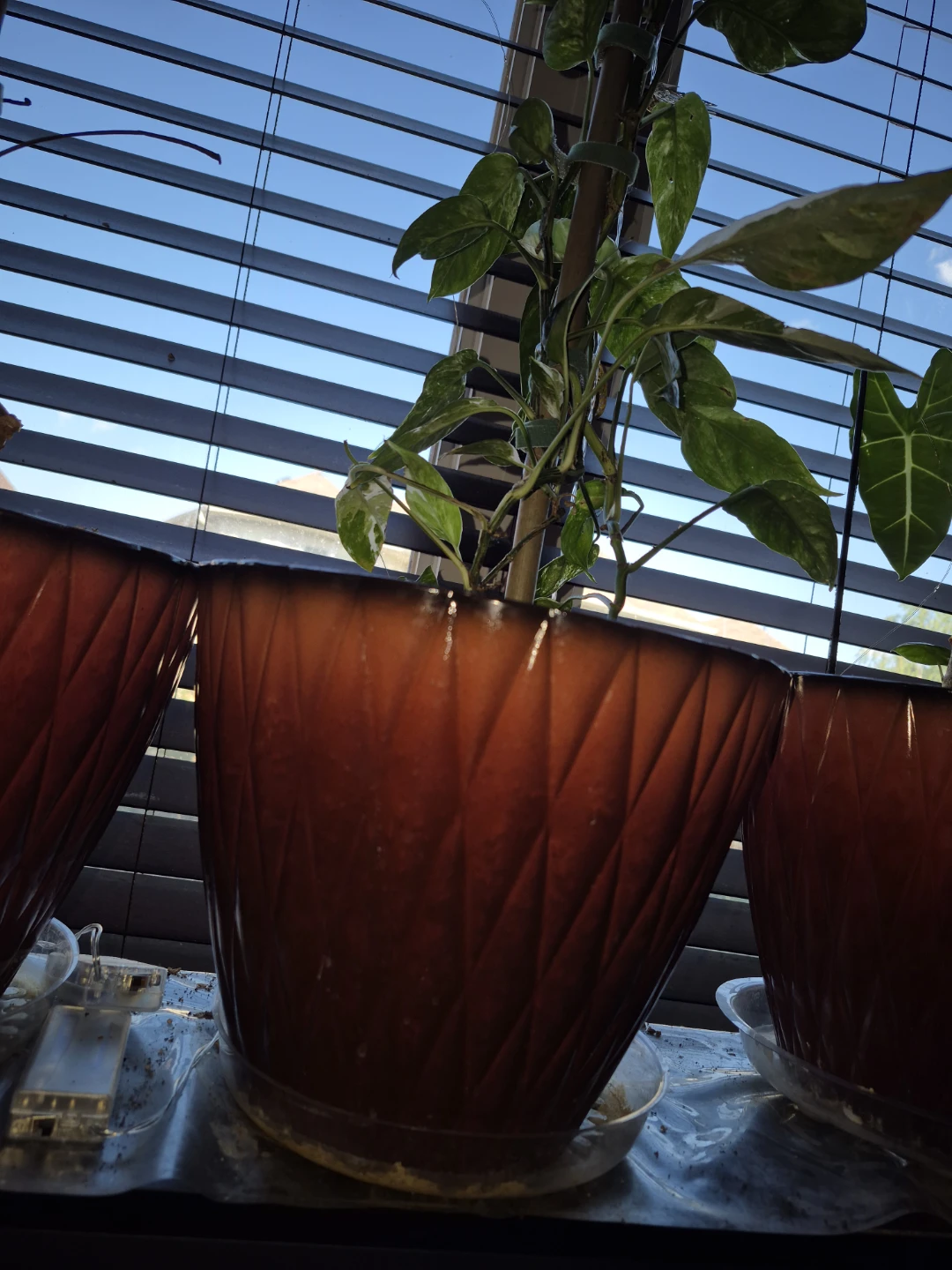 Epipremnum pinatum albo Plant with Moss Pole - photo 3