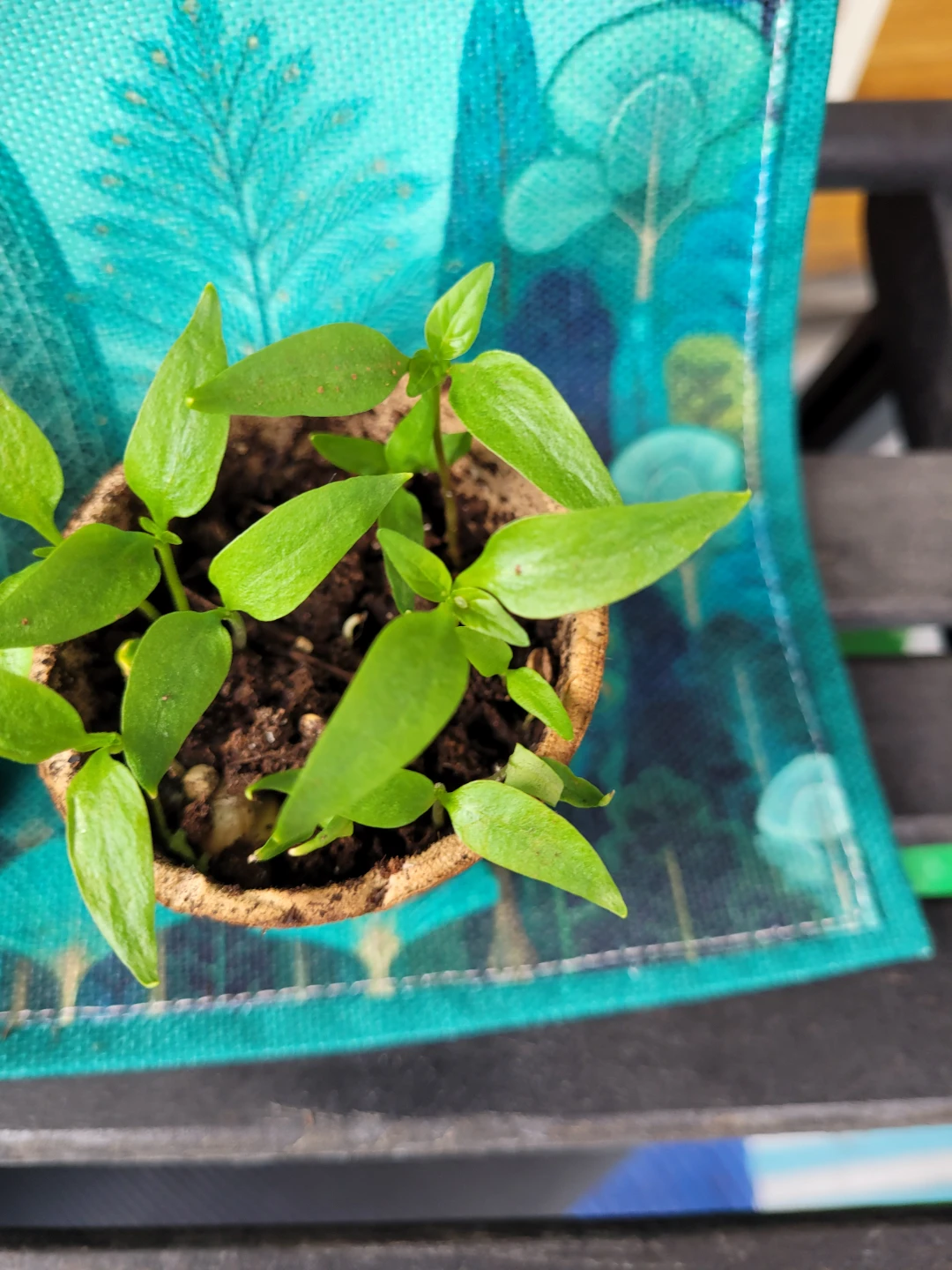 Seedling Plants in Peat Pots - photo 5