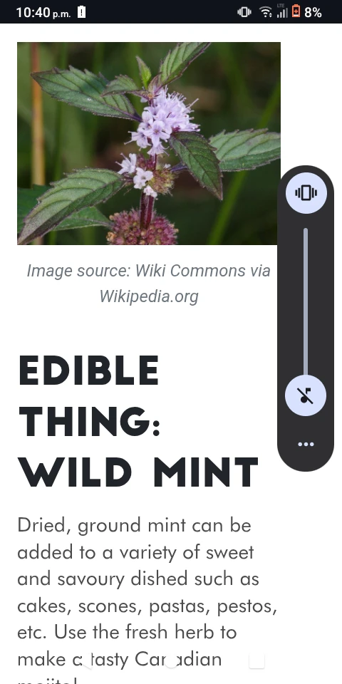 Wild Mint