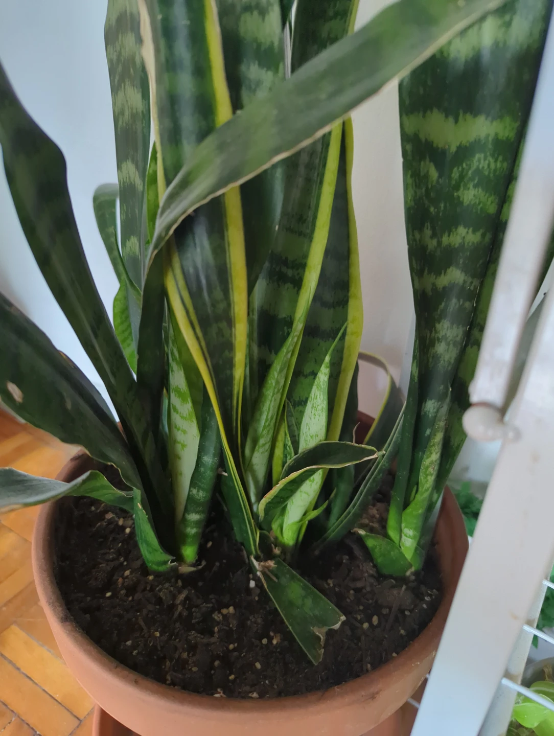 Snake Plant in Terra Cotta Pot - photo 2