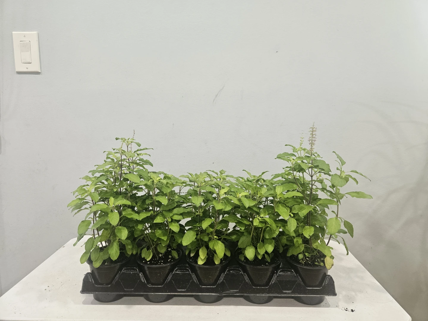 Tulsi Plants (Holy Basil) $6 each pot