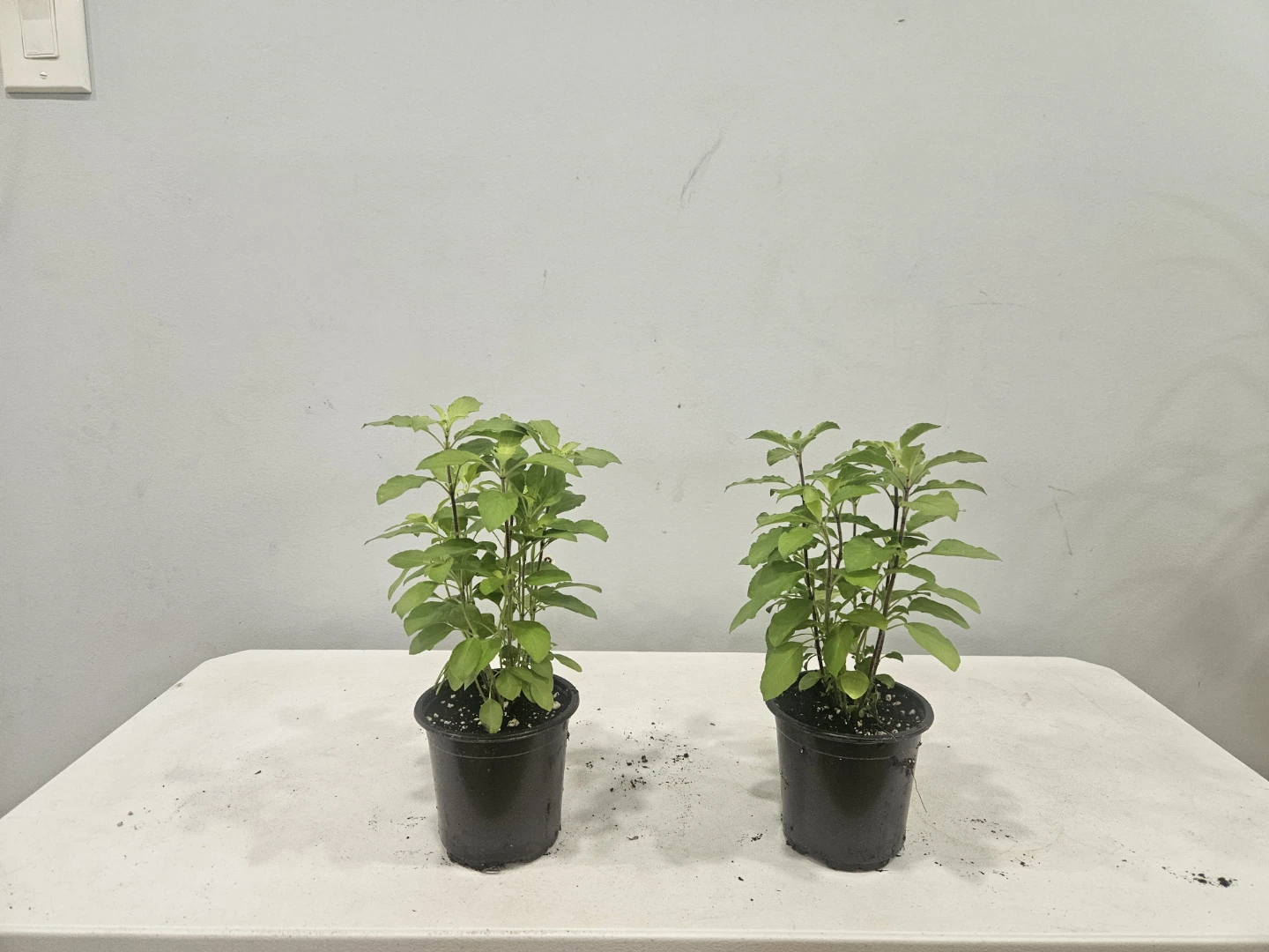 Tulsi Plants (Holy Basil) $6 each pot - photo 3
