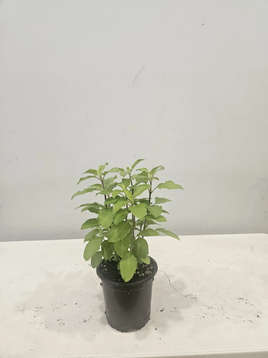 Tulsi Plants (Holy Basil) $6 each pot - photo 4