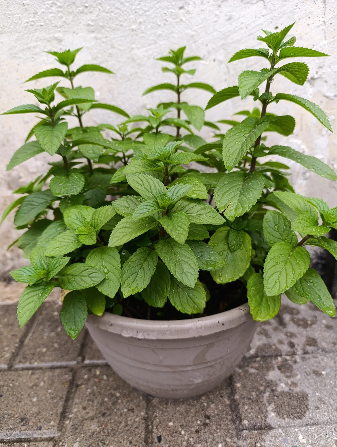 Potted Mint Plant