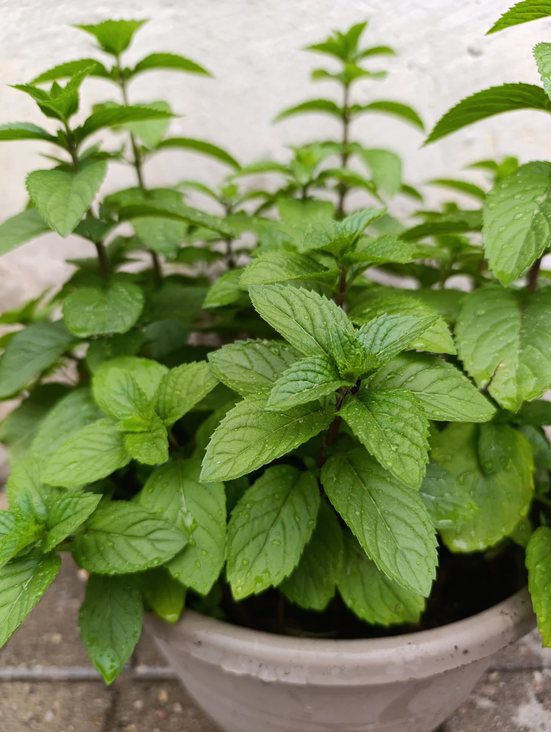 Potted Mint Plant - photo 2