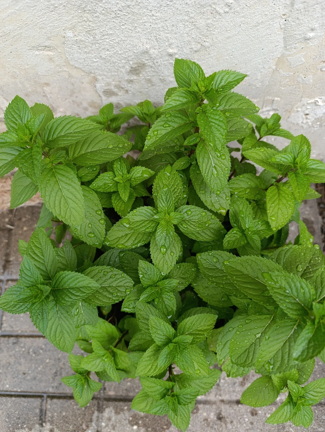 Potted Mint Plant - photo 3