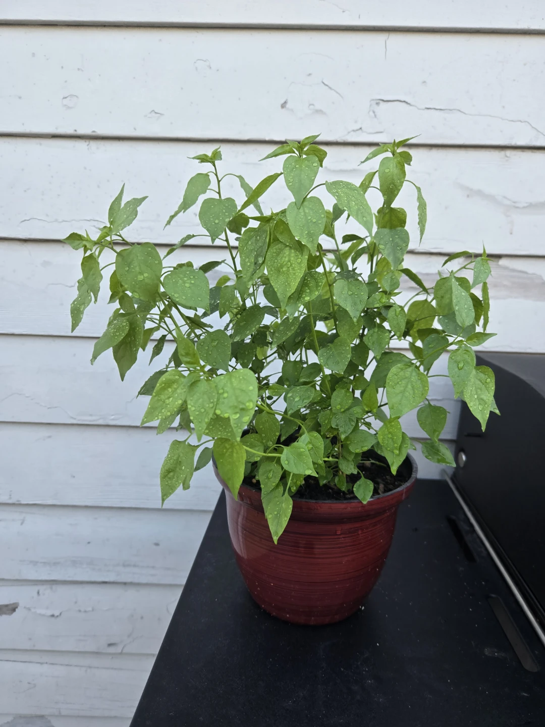 Green Potted Piquin pepper plant