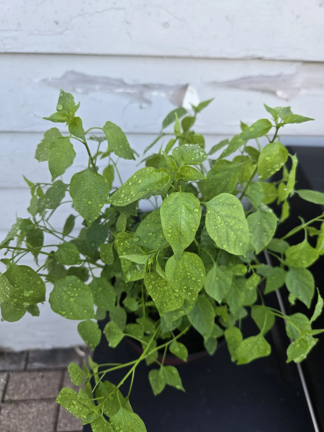 Green Potted Piquin pepper plant - photo 2