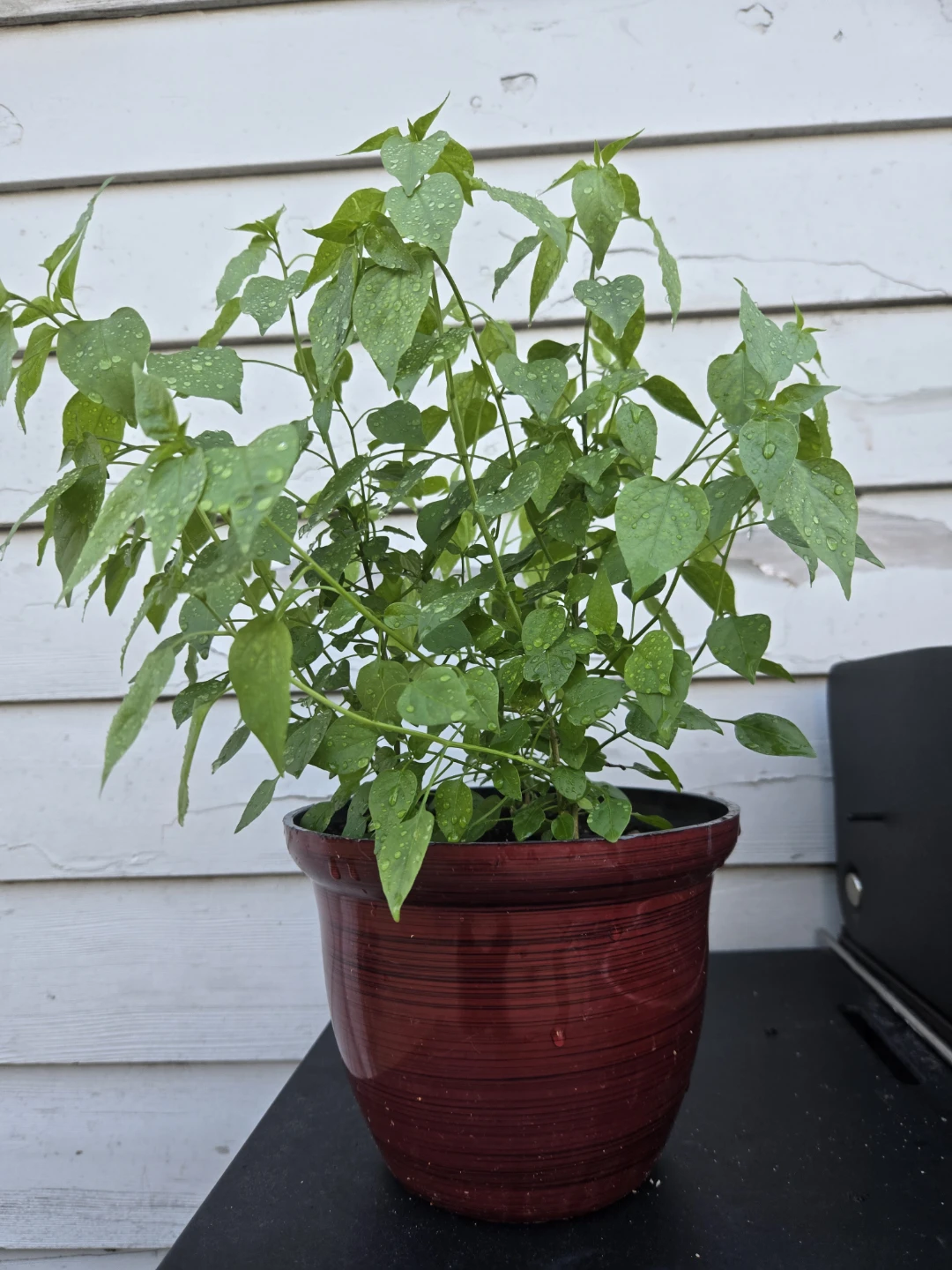 Green Potted Piquin pepper plant - photo 3
