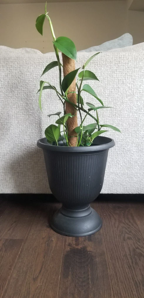 Assorted Potted Houseplants - photo 3