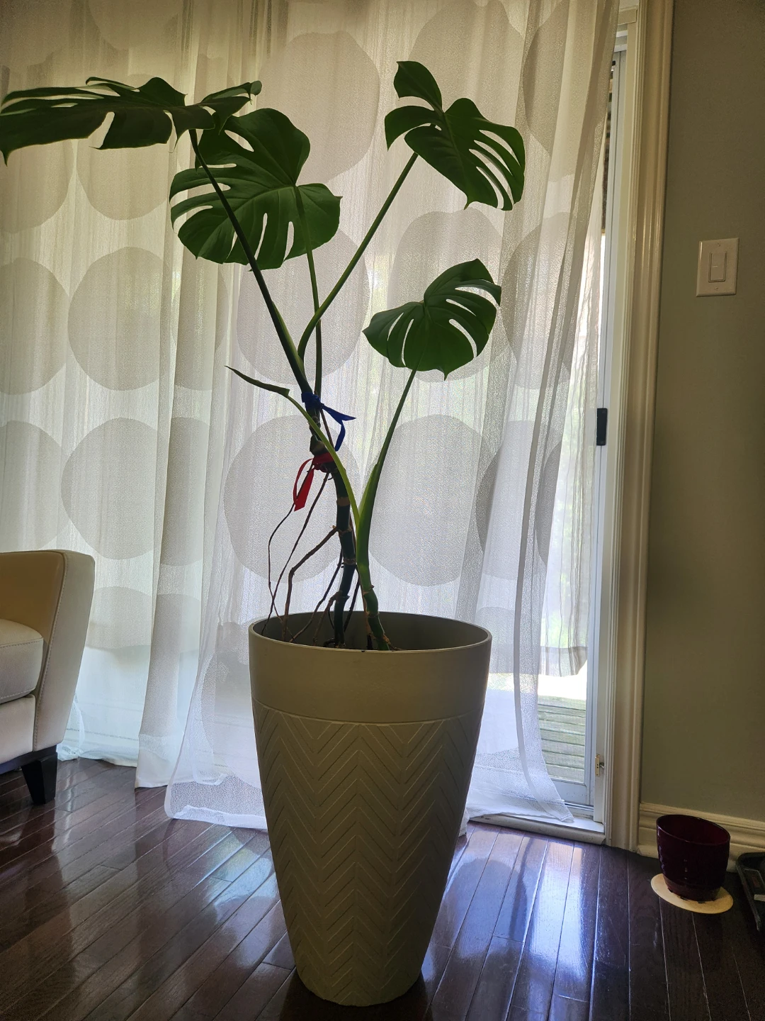 Monstera Deliciosa Plant