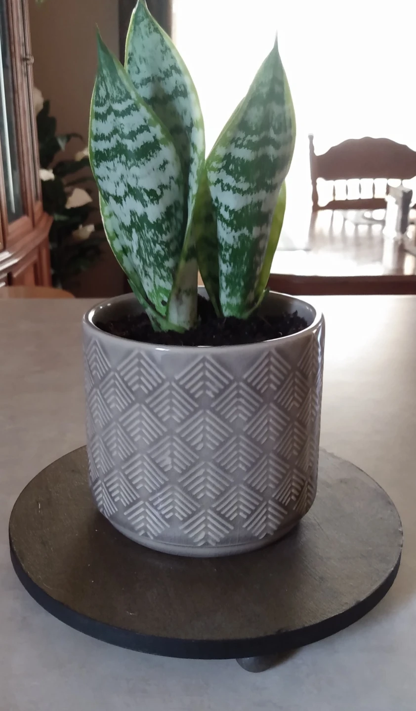 10" Healthy Snake Plant in Geometric pattern Ceramic Pot