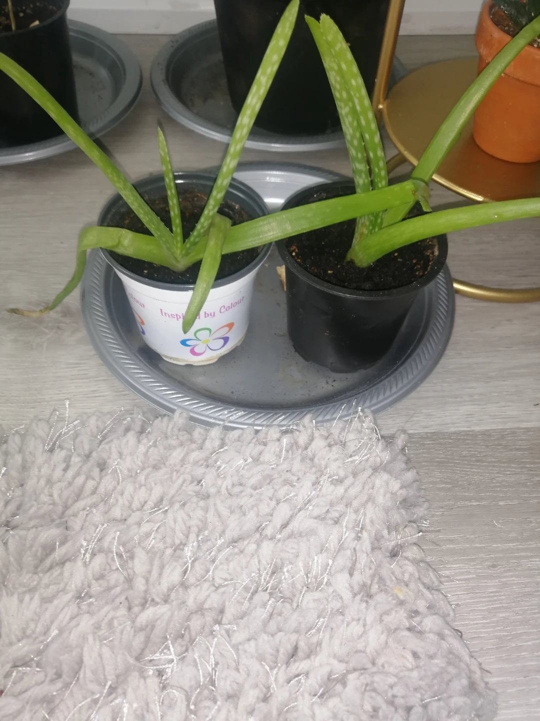 Aloe Vera Plants - photo 2