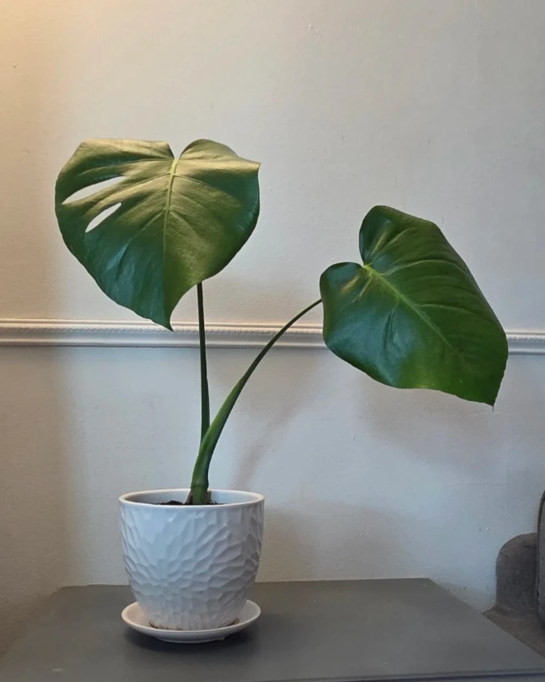 Monstera Plant 🌱