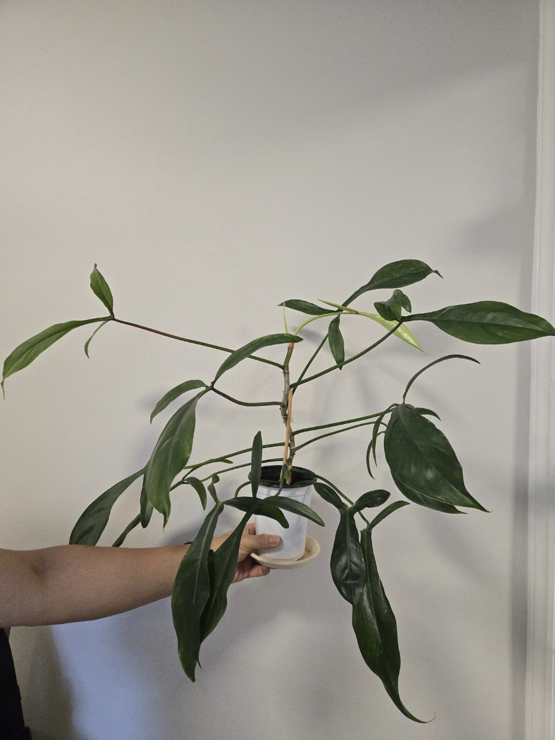 Philodendron 69686 in 4.3"pot