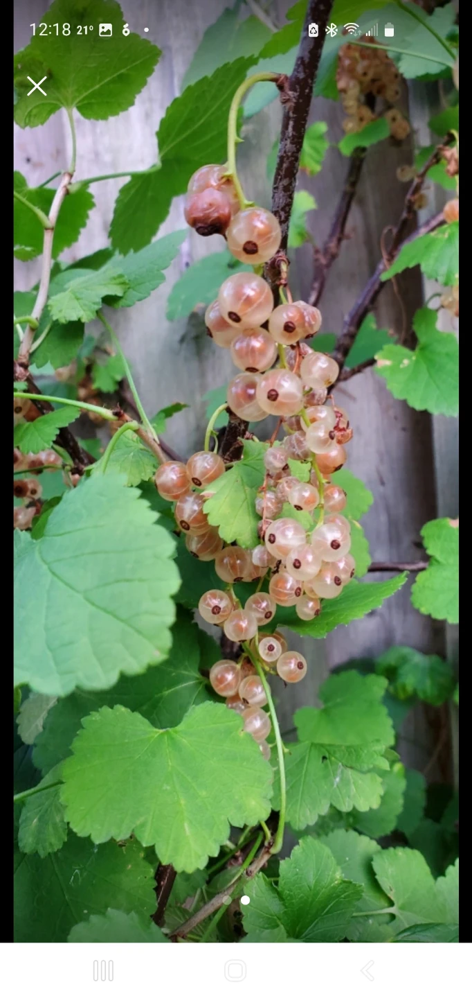 Gooseberry - photo 3