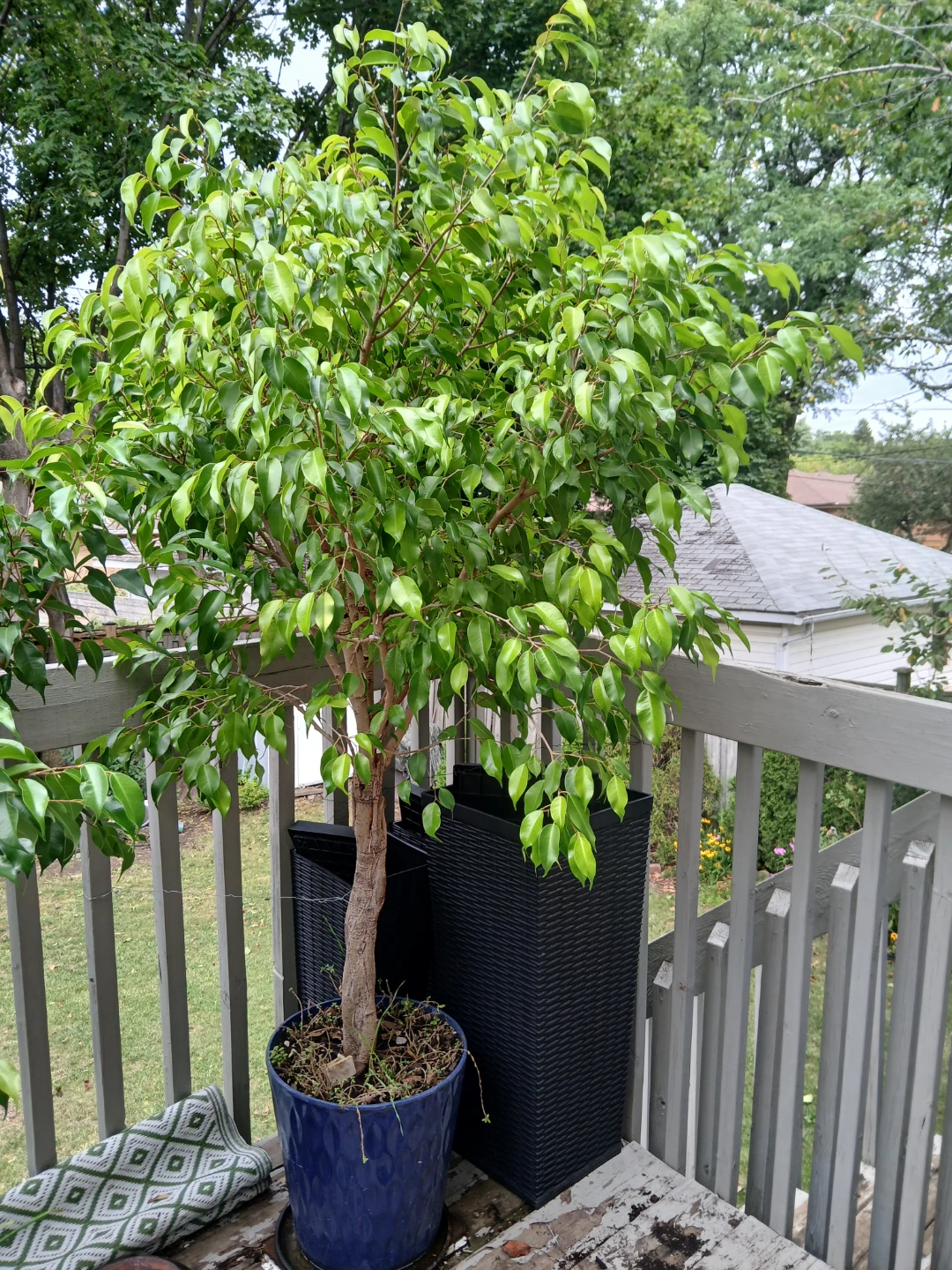 Ficus Benjamina Potted Tree