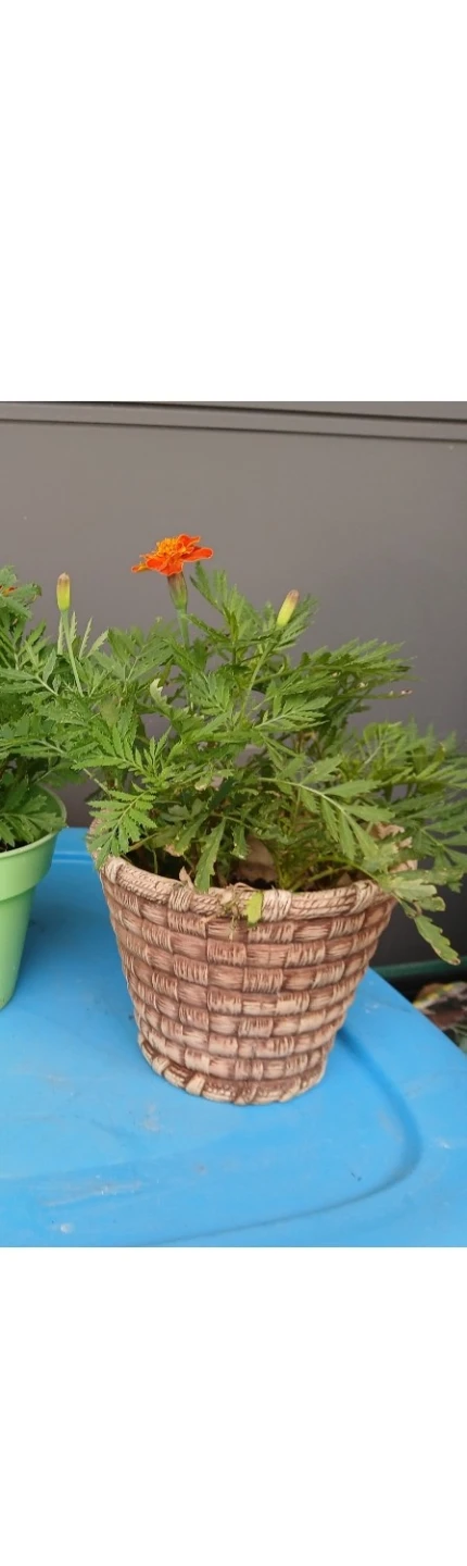 Marigold Plant in Pot.