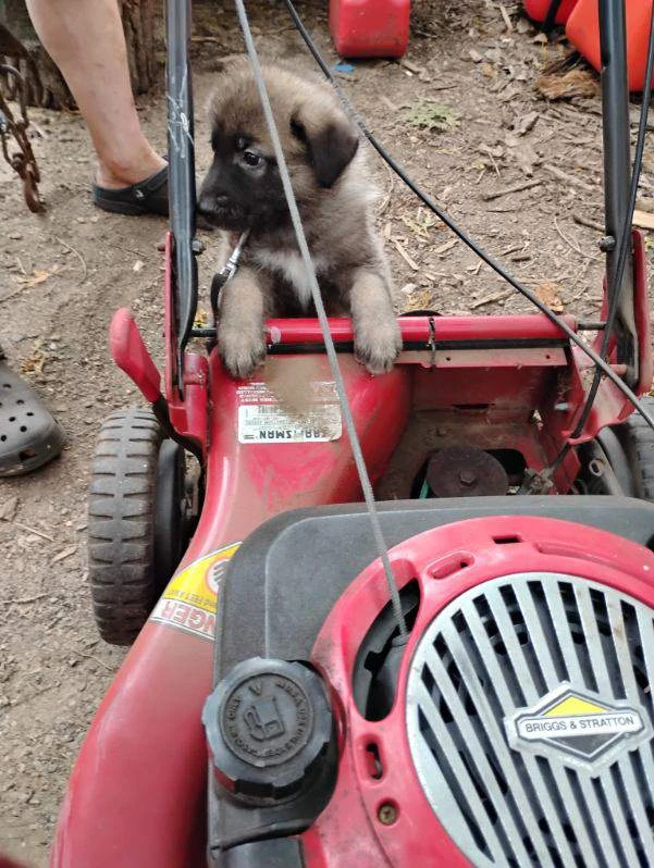 Looking for good Homes  for 6 to 8 week old pups
