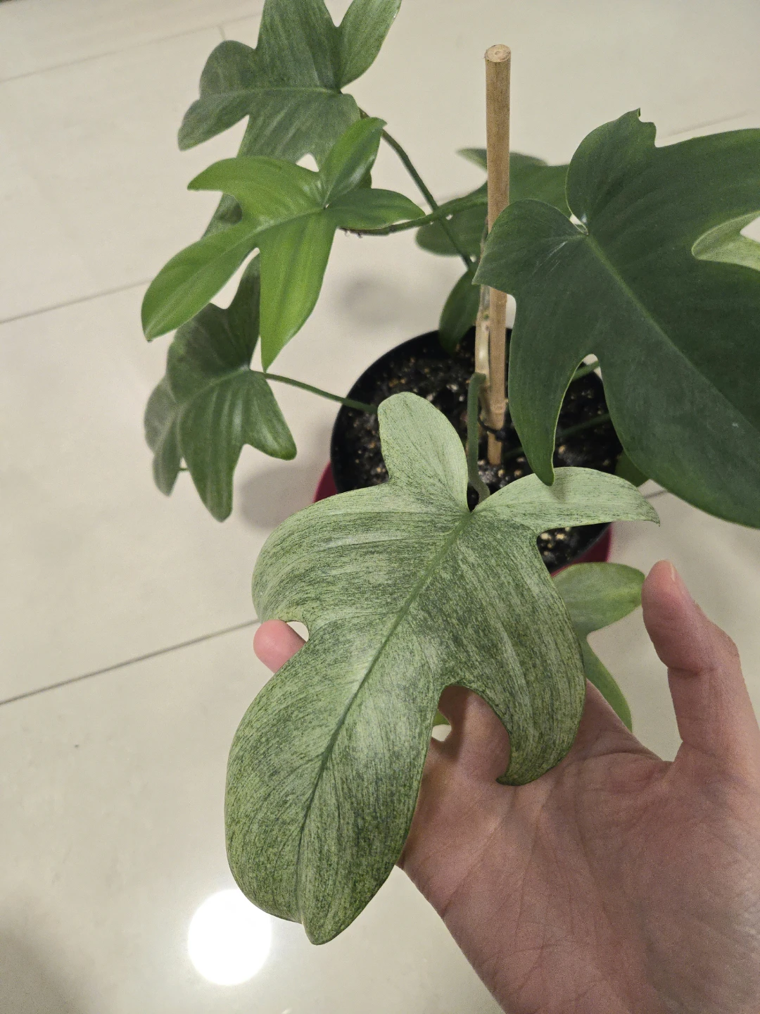 Philodendron Florida Ghost in 6"pot - photo 2