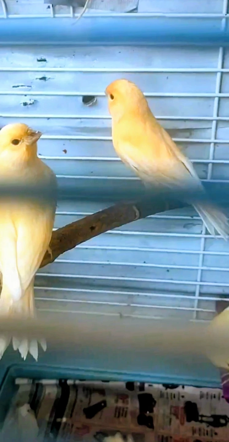 Mix Canaries Females and Males - photo 5