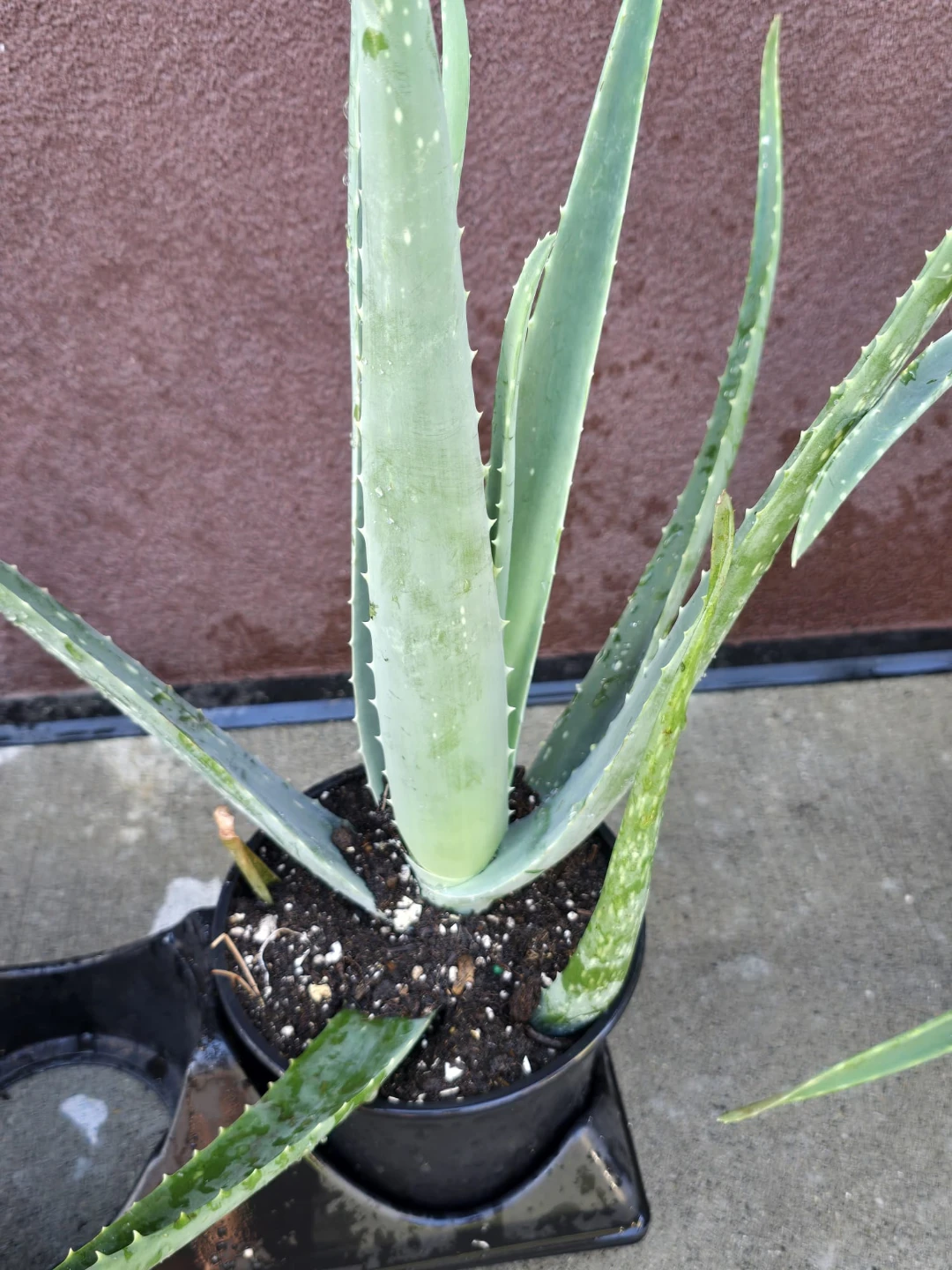 Four Aloe Vera Plants - photo 3