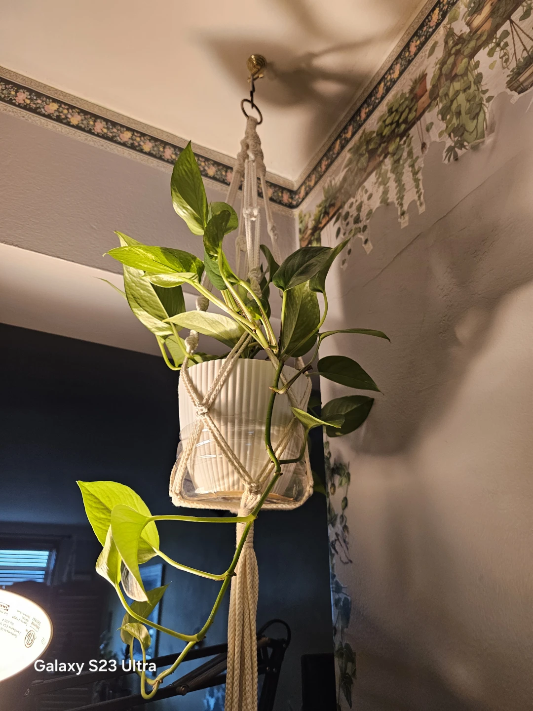 Pothos marble Plant in Macrame Hanger - photo 2