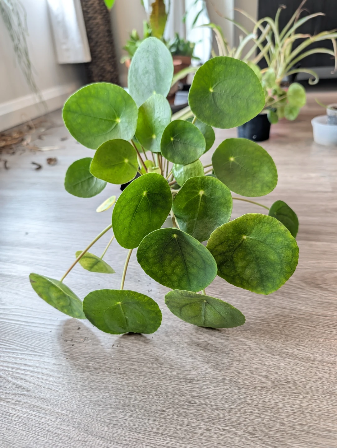 Plenty Pilea - photo 3