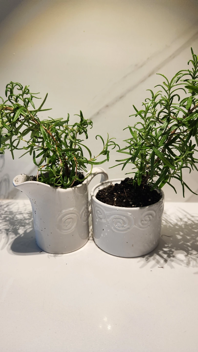 Upcycled milk and sugar set planter with plants