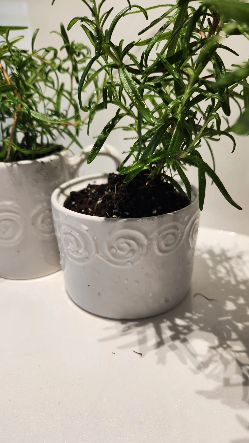 Upcycled milk and sugar set planter with plants - photo 2